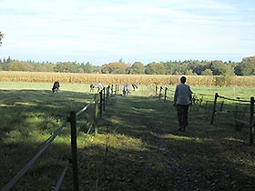 Auf der Weide