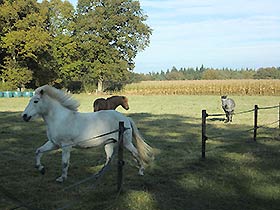 Angekommen auf der Weide