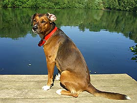 Hofhund Emma